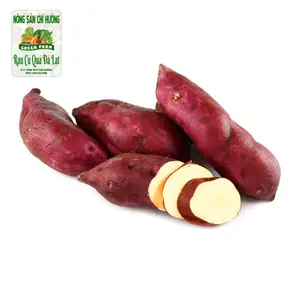 Khoai Lang Giống Nhật Chuẩn Xuất Khẩu - Japanese Sweet Potato Export Quality - XD FARM